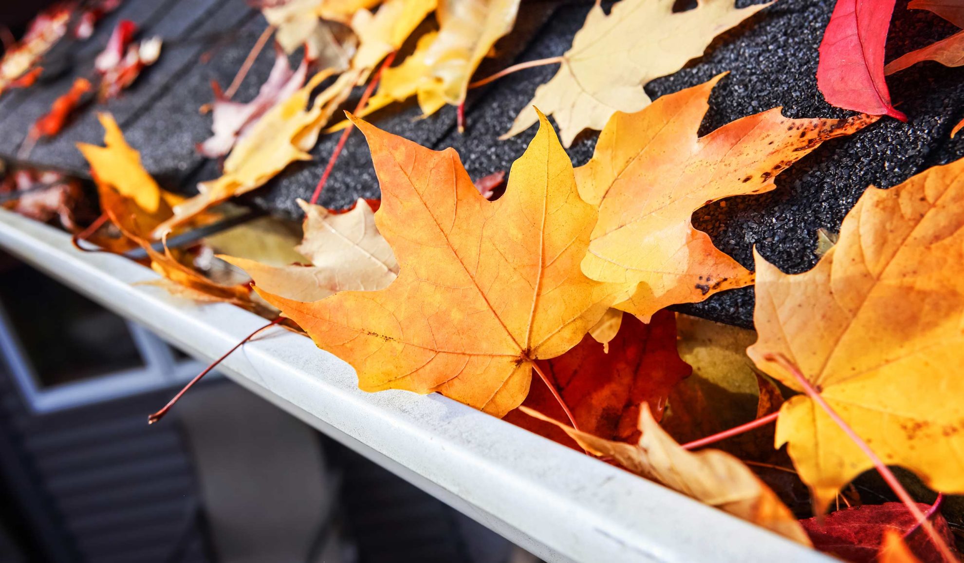 autumn leaves on top of white gutter canton ms